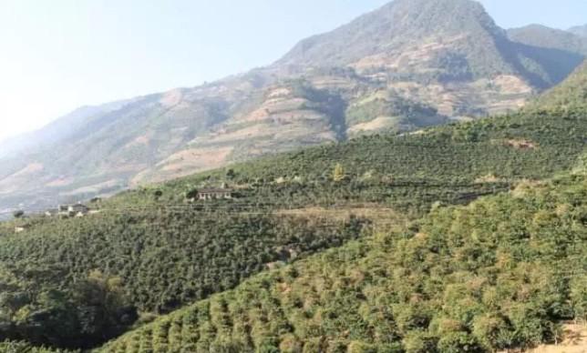Yunnan Coffee Farm